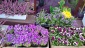 Zabrze Kwiaciarnia  - Kwiaty u Ewy - Kwiaty ogrodowe