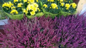 Kwiaty ogrodowe - Kwiaciarnia  - Kwiaty u Ewy Zabrze