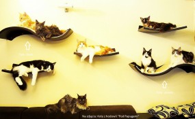Fale i Oka - Szary Design - meble dla kotów Blachownia