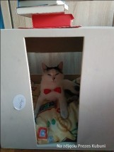 Pudełko Plus - Szary Design - meble dla kotów Blachownia