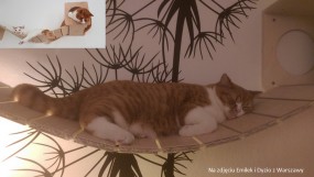 Park Linowy - Szary Design - meble dla kotów Blachownia