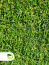 Trawa z rolki Trawy - Bełchatów PPHU Marix