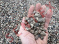 Sprzedaż kamienia transport kamienia płukanego drenażowego ozdobnego Olsztyn - Wyburzenia Rozbiórki Kruszywa Budowlane SENTEX