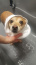 Kąpiele pielęgnacyjne psów Zwierzęta hodowlane i domowe - Olsztyn Wyczesany Psiak Salon pielęgnacji psów Joanna Patejuk