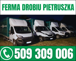 Młode kury nioski - FERMA DROBIU DANIEL PIETRUSZKA Gromadka