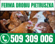 FERMA DROBIU DANIEL PIETRUSZKA - Młode kury nioski Gromadka