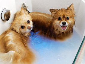 Luksusowe SPA dla psa - Glam Dog - SPA & Pielęgnacja Psa - Mokotów   Groomer   Warszawa Warszawa