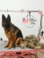 Warszawa Glam Dog - SPA & Pielęgnacja Psa - Mokotów   Groomer   Warszawa - Groomer / Psi Fryzjer