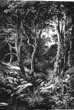 Puszcza w grfice cykl grafik - Malarstwo Toruń