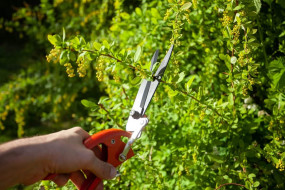 Formowanie drzew i krzewów Wolbrom i okolice - Sebastian Szulak Usługi Ogrodnicze DĄB Wolbrom