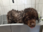 Kąpiele pielęgnacyjne psów - Wyczesany Psiak Salon pielęgnacji psów Joanna Patejuk Olsztyn