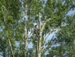 Przycinanie drzew i krzewów Otwock - PIĘKNY OGRÓD Krzysztof Malczyk