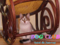 Opieka nad kotami Bedoń Przykościelny - Hotel dla Zwierząt DOG CLUB  tel.698466060