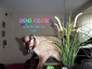 Opieka nad kotami Pensjonat dla zwierząt - Bedoń Przykościelny Hotel dla Zwierząt DOG CLUB  tel.698466060