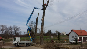 Przycinanie Drzew 512-007-140 Pielęgnacja Drzew - WIBARO Dariusz Wybrański Pułtusk