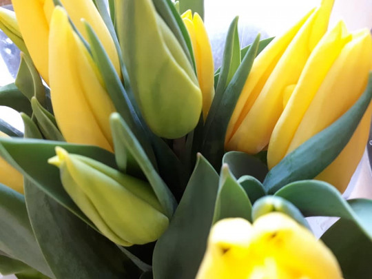 żółte tulipanki